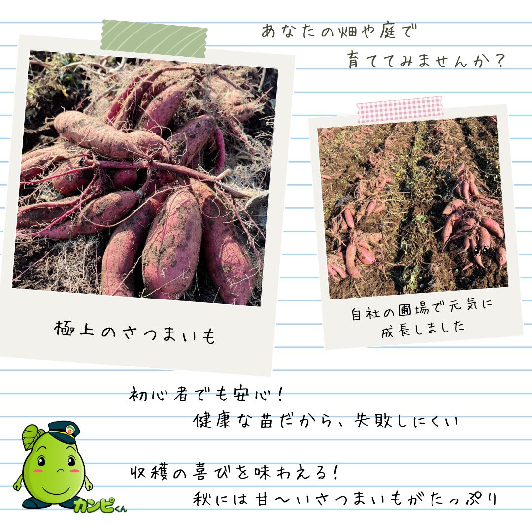 さつまいもの苗 安納紅 150本 発送期間⑦：6/1〜6/5 ゆみ様専用画面 ウィルスフリーさつま苗 安納紅