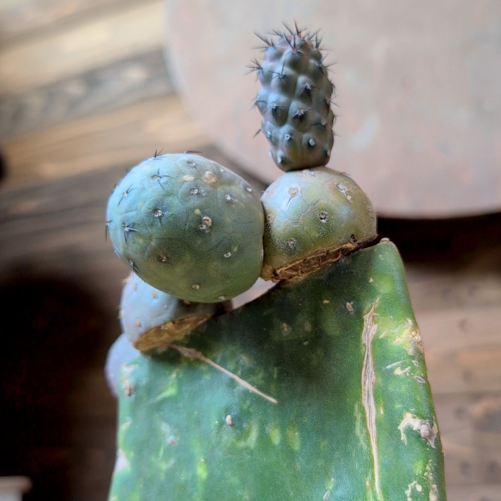 テフロカクタス ゲオメトリクス【現品発送】鉢のまま発送 - メルカリ