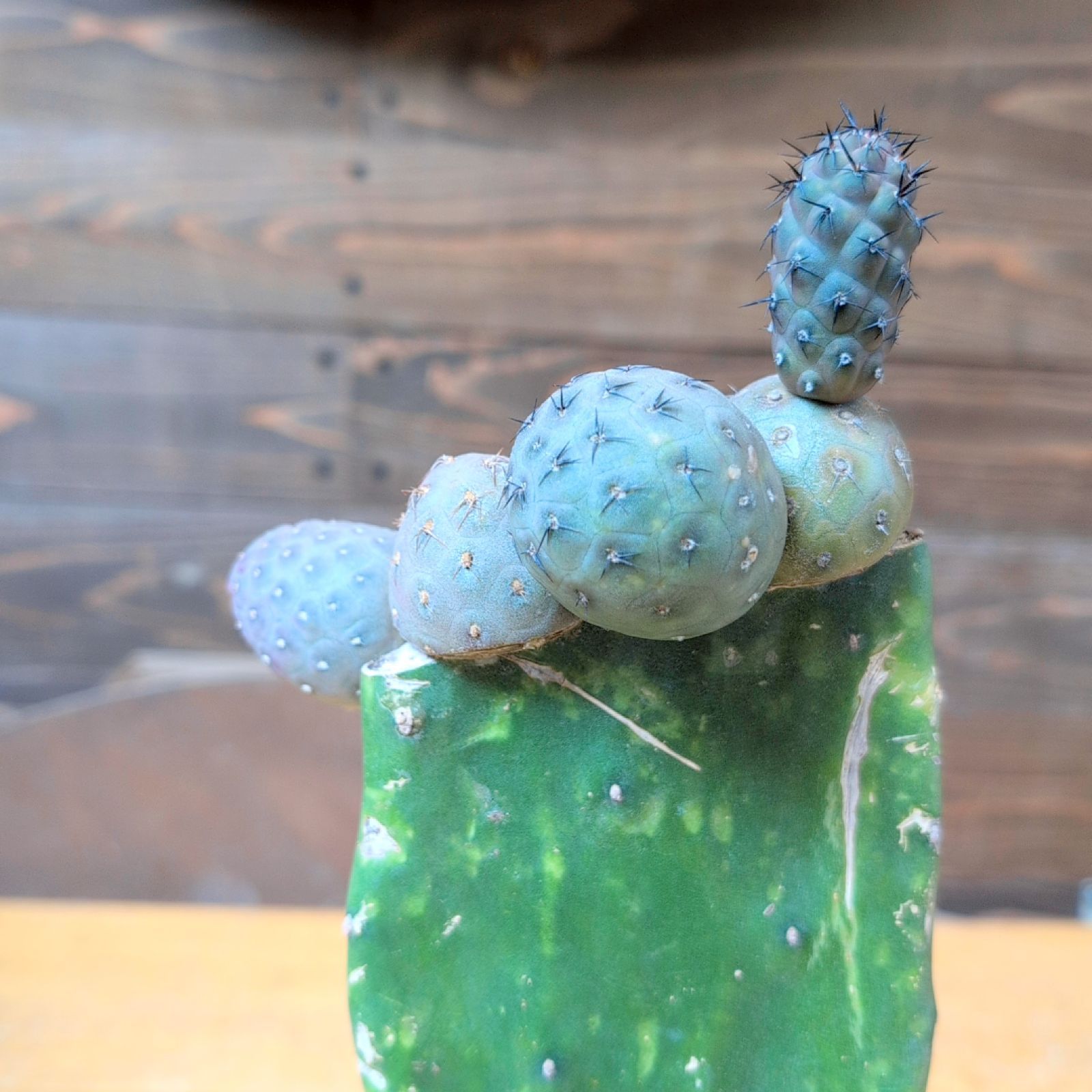 テフロカクタス ゲオメトリクス【現品発送】鉢のまま発送 - メルカリ