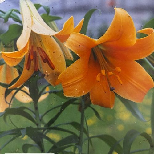 ユリ アフリカンクィーン 球根1球袋詰め - メルカリ