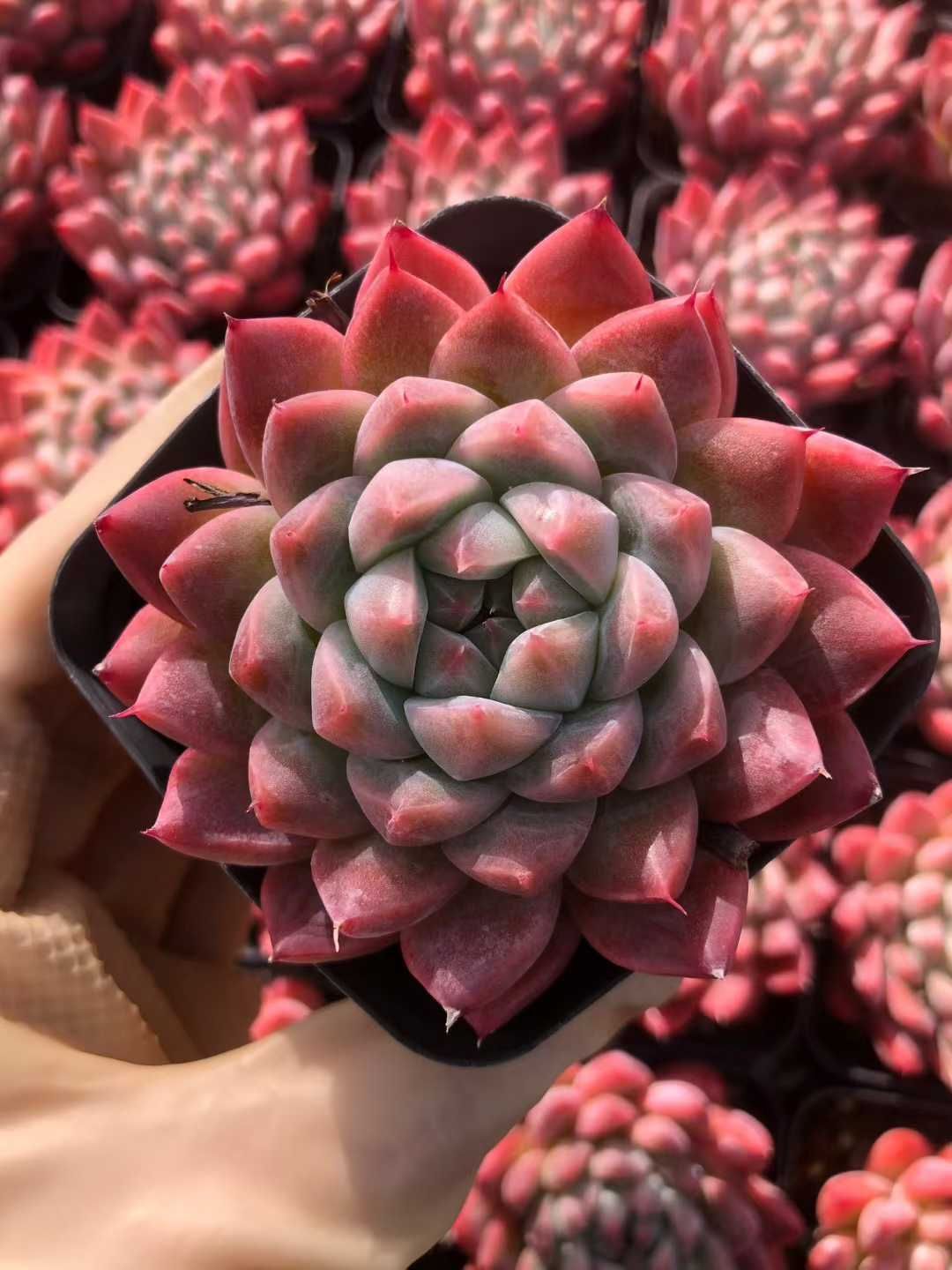 Z58×54苗 ハチミツ 新入荷 抜き苗 多肉植物 詰め合わせ アエオニウム