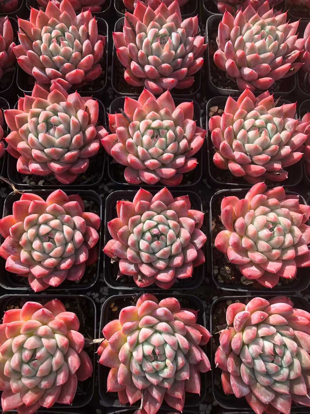 Z58×54苗 ハチミツ 新入荷 抜き苗 多肉植物 詰め合わせ アエオニウム