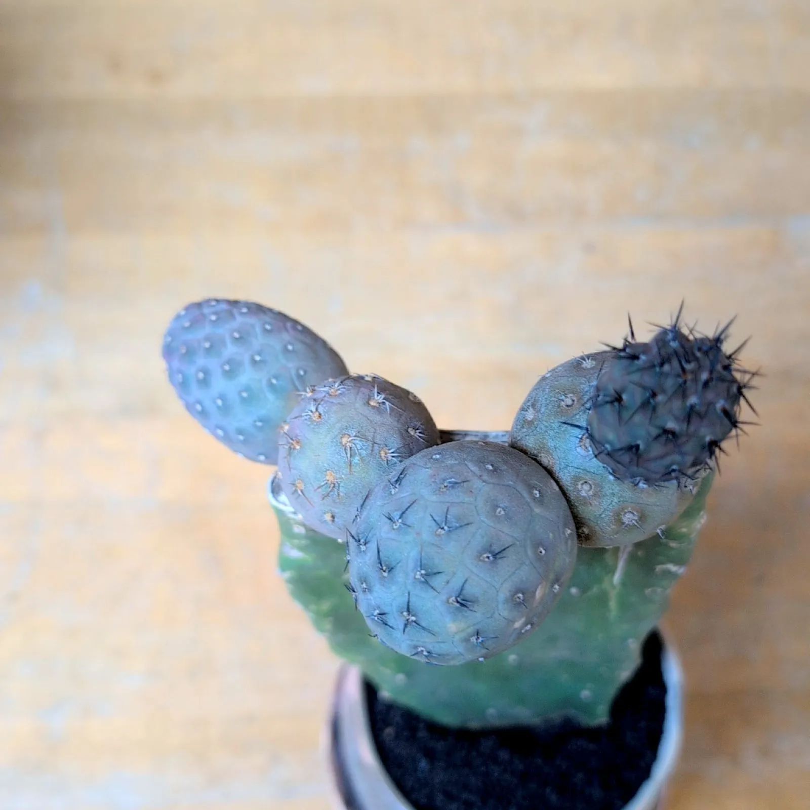 テフロカクタス ゲオメトリクス【現品発送】鉢のまま発送 - メルカリ テフロカクタス ゲオメトリクス【現品発送】鉢のまま発送 - メルカリ