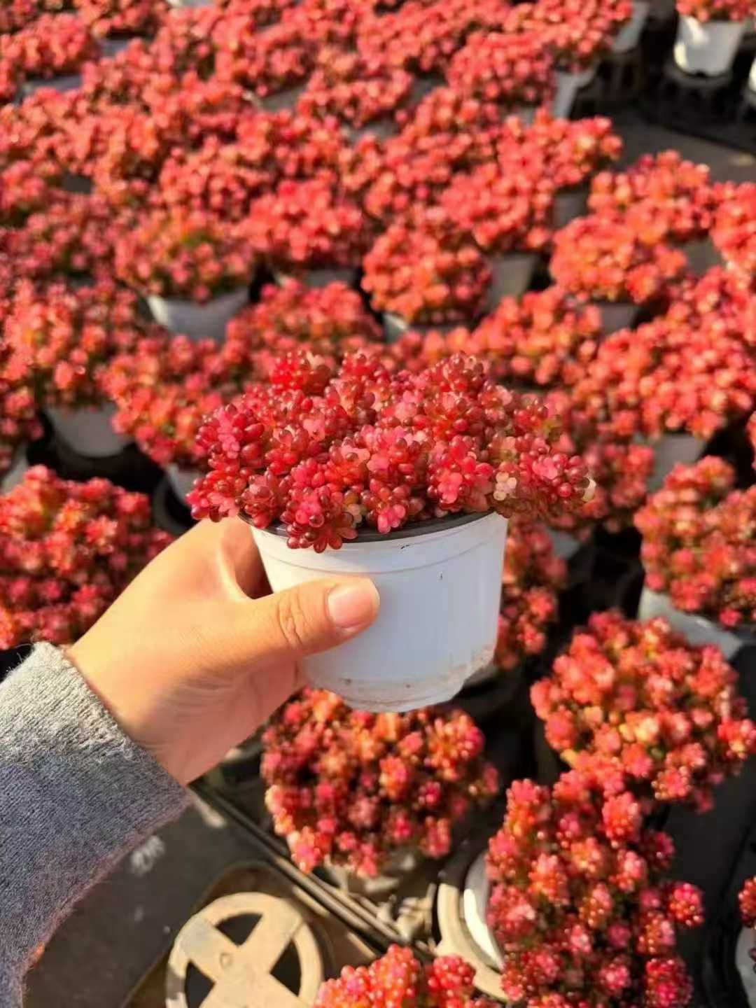 Z62×18苗 ベリー錦 新入荷 抜き苗 多肉植物 詰め合わせ アエオニウム