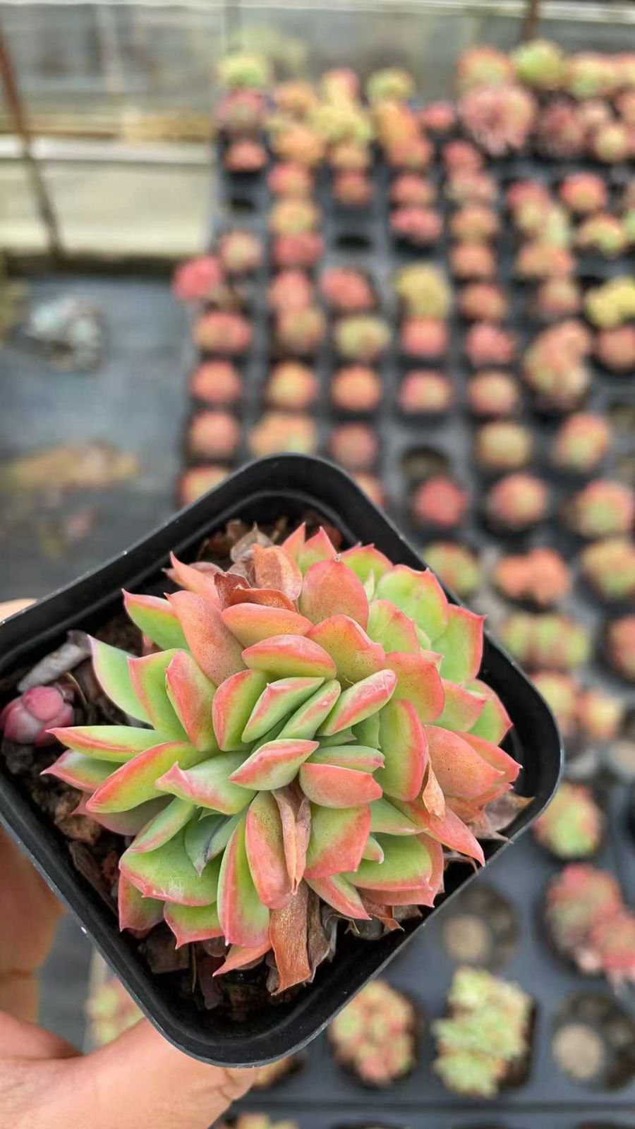 新規オープン記念 ルエラ×50株 多肉植物 抜き苗 エケベリア セダム