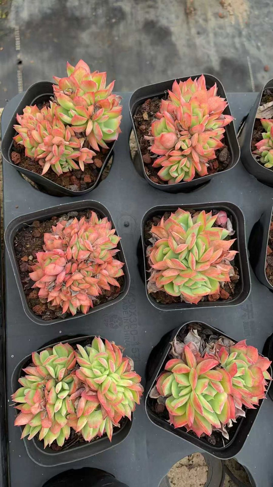 新規オープン記念 ルエラ×50株 多肉植物 抜き苗 エケベリア セダム