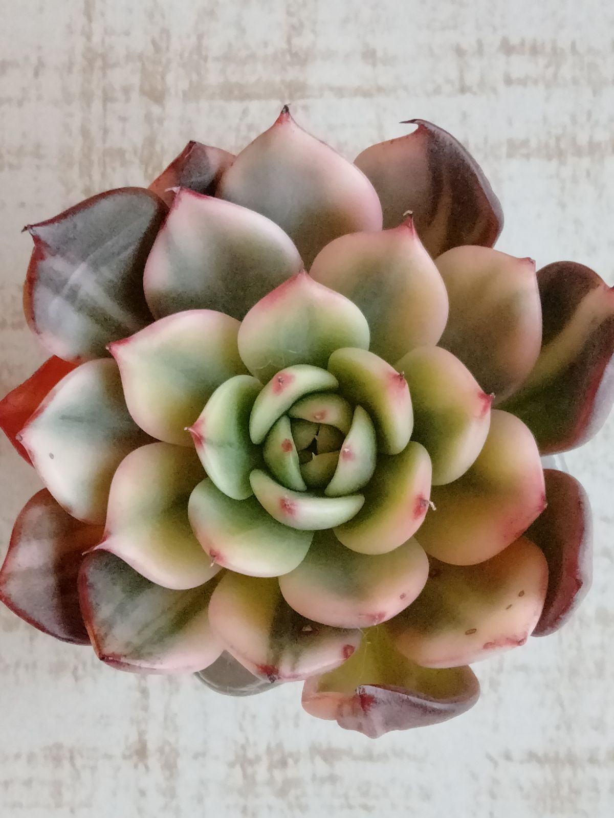 多肉植物 速達付き フラメンコ錦 覆輪 - メルカリ