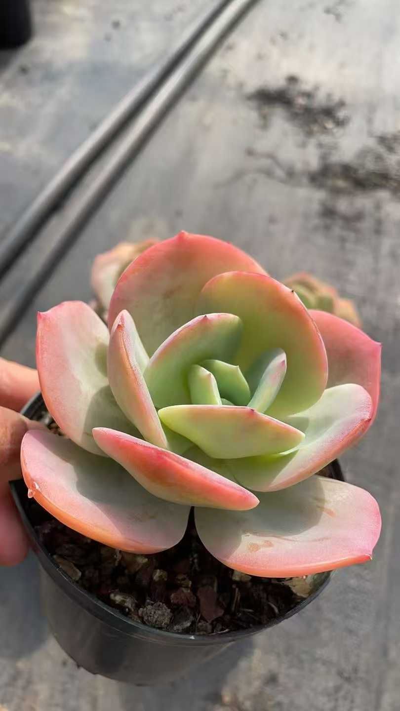 新規オープン記念 白鳳（はくほう）大苗×15株 多肉植物 抜き苗