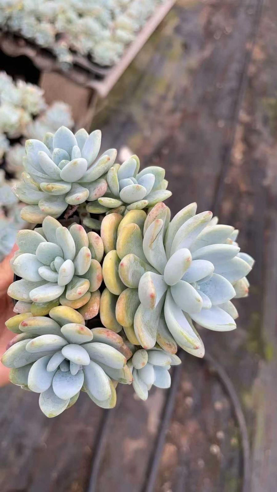 新規オープン記念 冷香×15株 多肉植物 抜き苗 エケベリア セダム