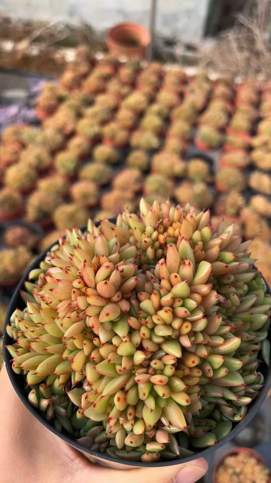 新規オープン記念 マリア×15株 多肉植物 抜き苗 エケベリア セダム