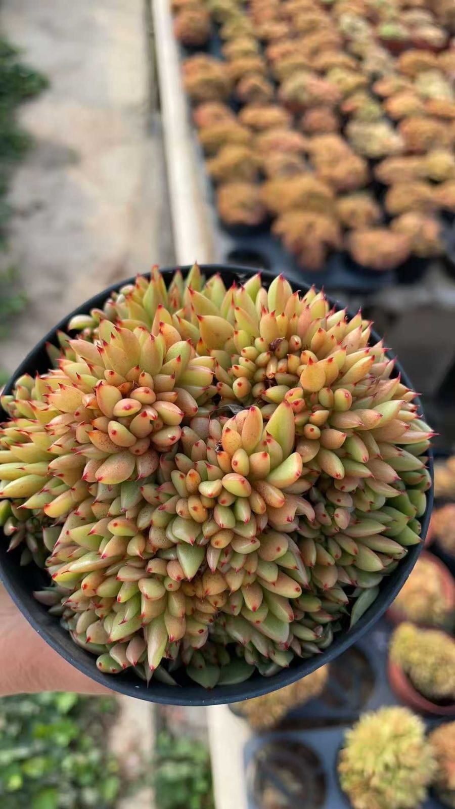 新規オープン記念 マリア×15株 多肉植物 抜き苗 エケベリア セダム