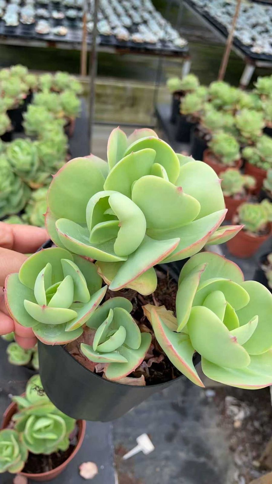 新規オープン記念 アイスラブリーローズ×8株 多肉植物 抜き苗