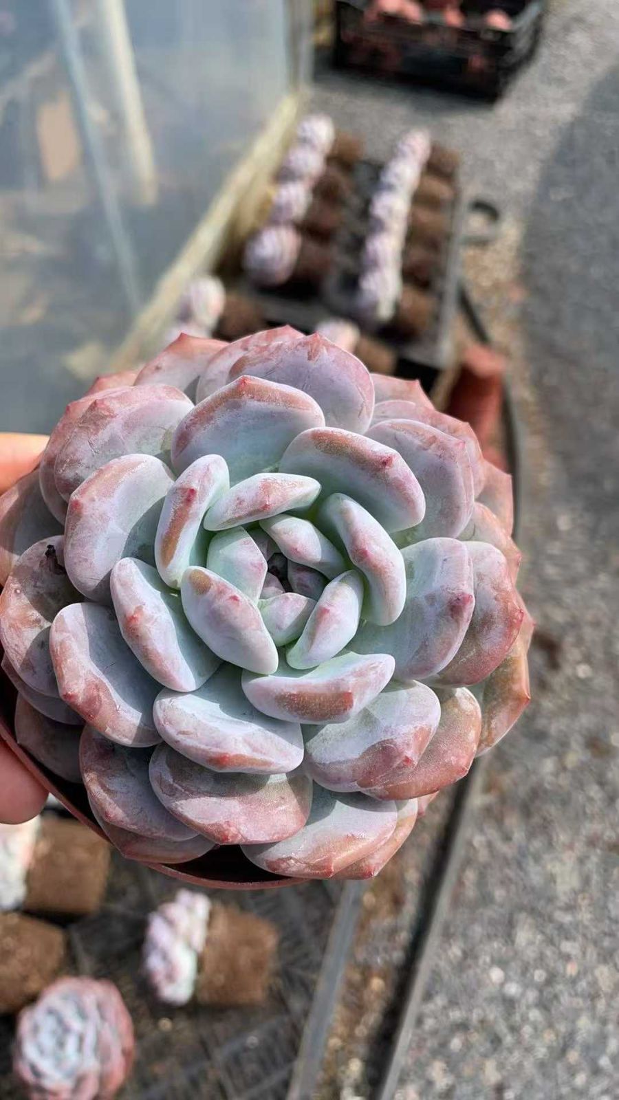 購入 新規オープン記念 オレンジ・ハス×50株 多肉植物 エケベリア