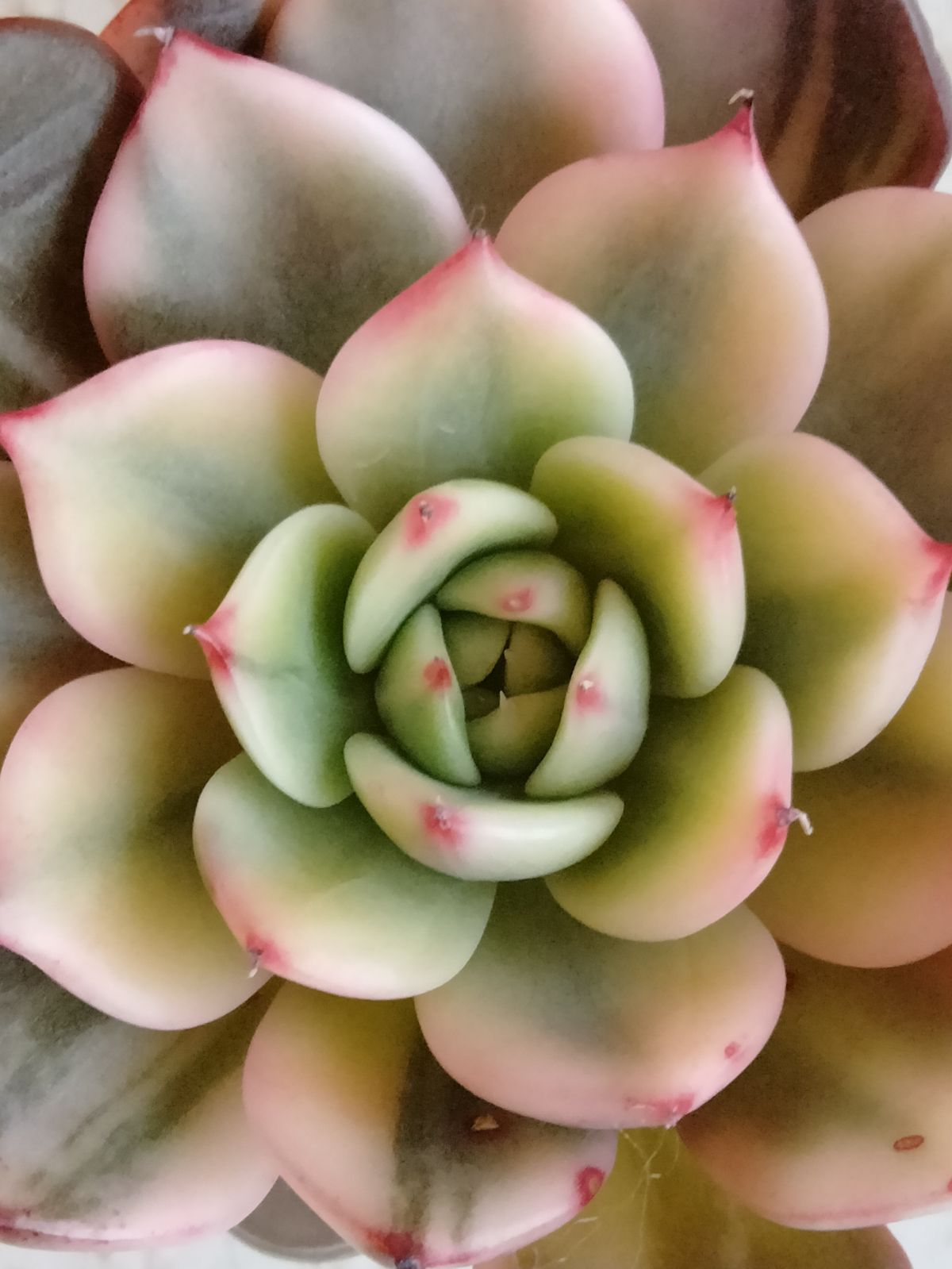 多肉植物 速達付き フラメンコ錦 覆輪 - メルカリ