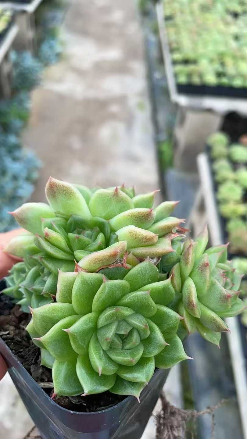 新規オープン記念 ジェニーマルガン×50株 多肉植物 抜き苗 エケベリア