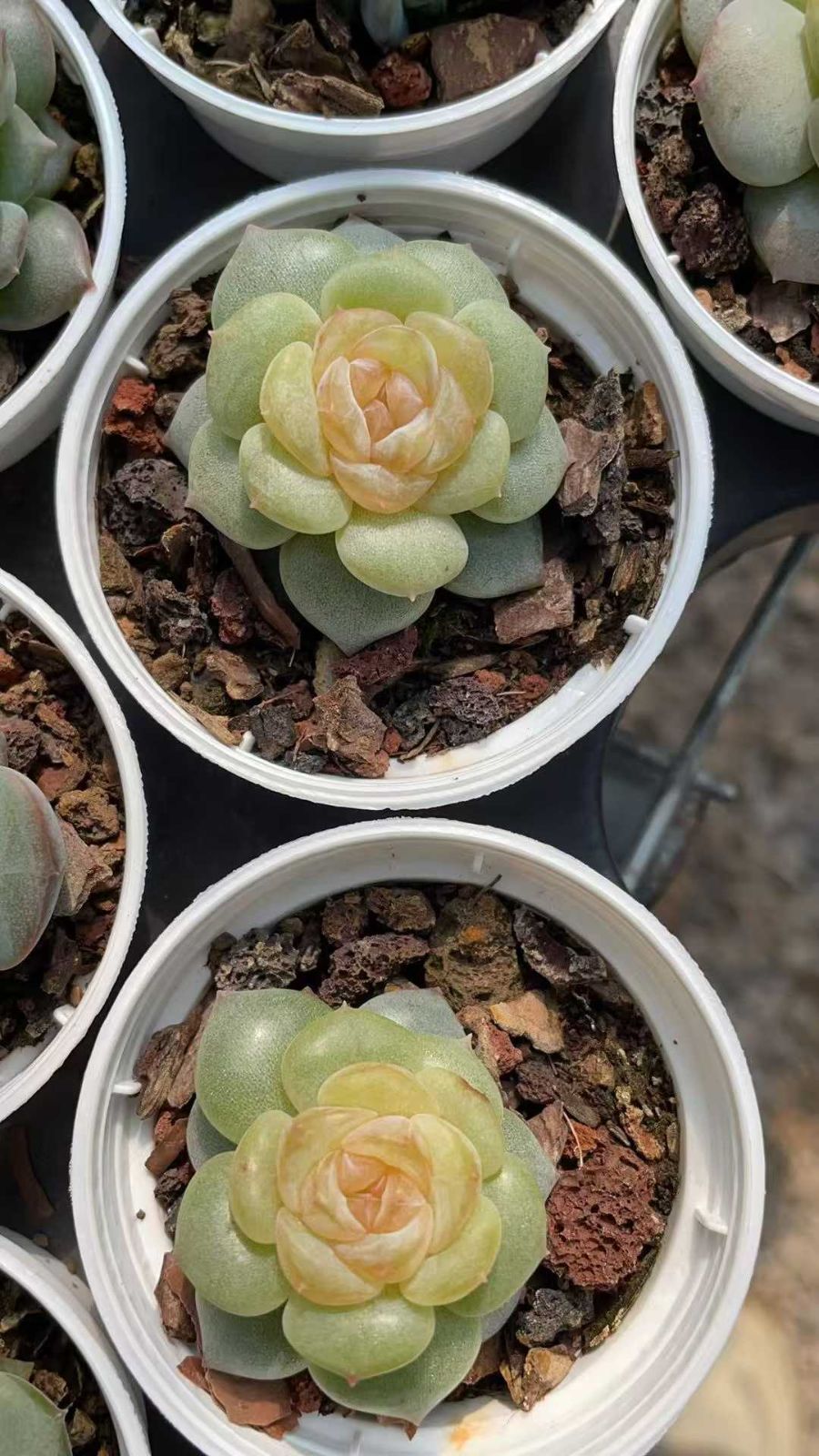 新規オープン記念 オレンジハート×54株 多肉植物 抜き苗 エケベリア