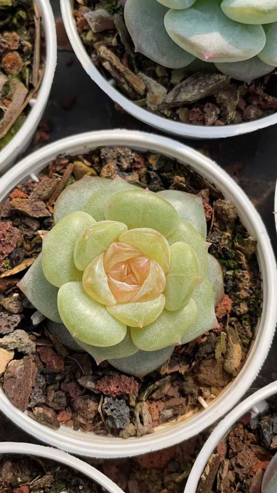 新規オープン記念 オレンジハート×54株 多肉植物 抜き苗 エケベリア