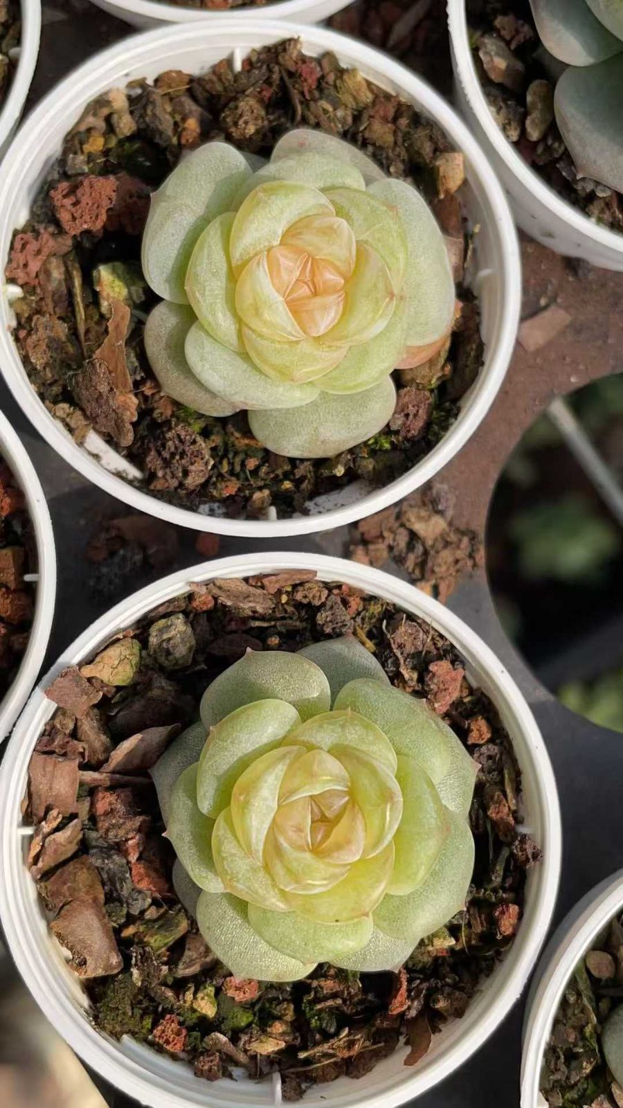 新規オープン記念 オレンジハート×54株 多肉植物 抜き苗 エケベリア
