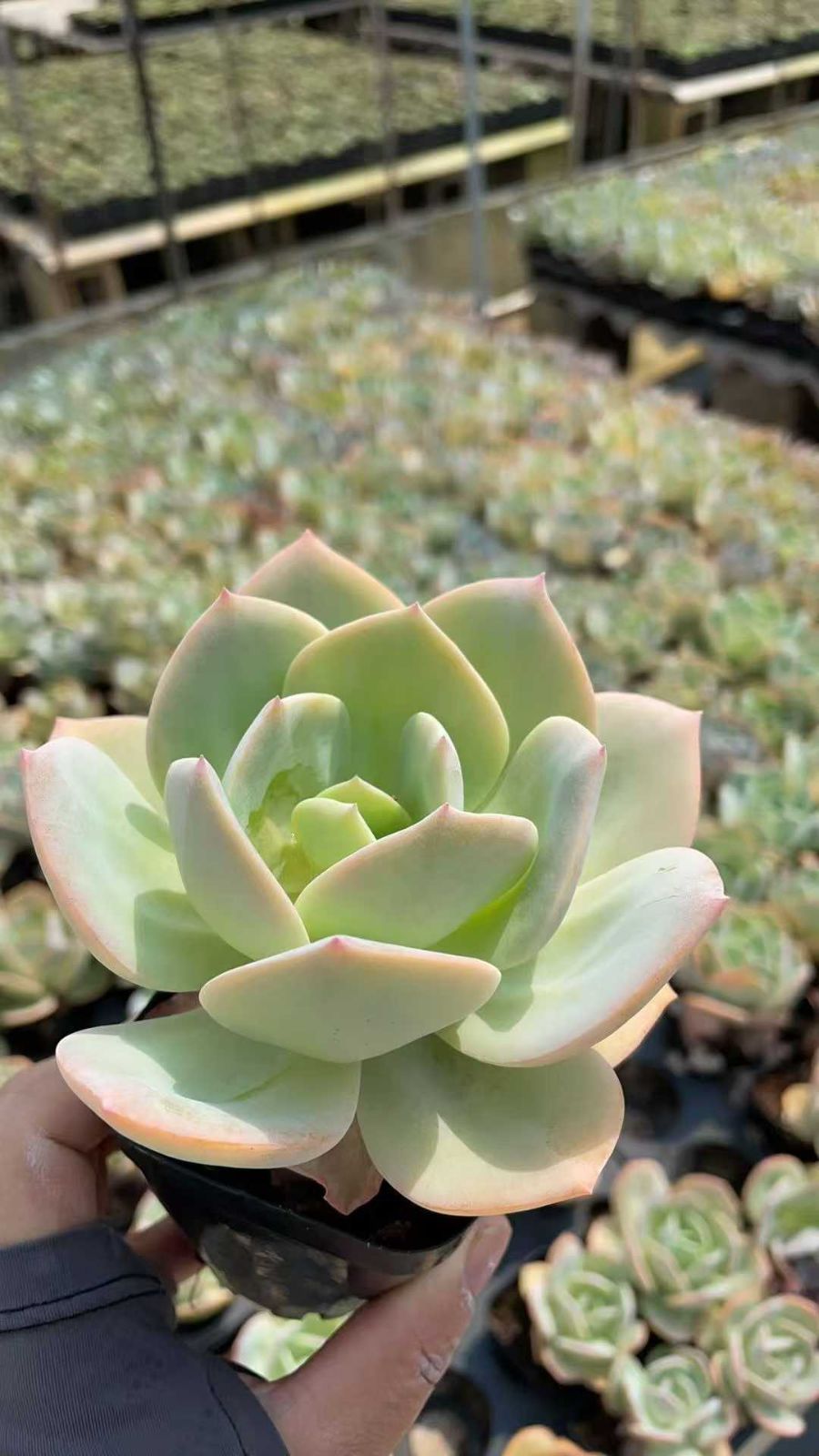 新規オープン記念 白鳳（はくほう）×50株 多肉植物 抜き苗 エケベリア