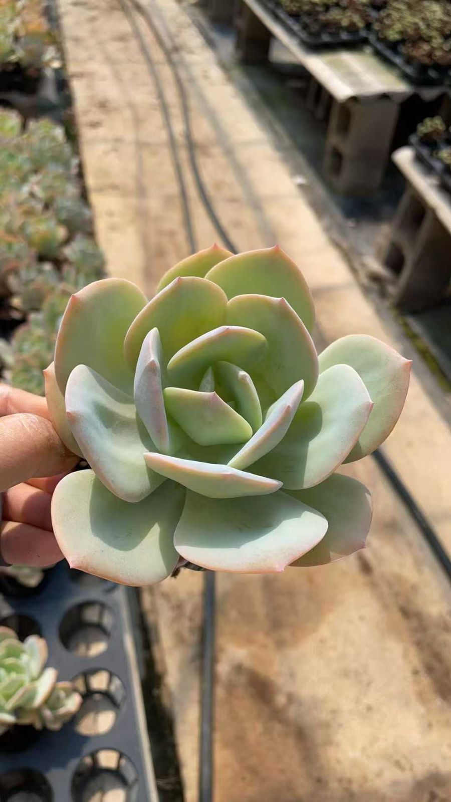 新規オープン記念 白鳳（はくほう）×50株 多肉植物 抜き苗 エケベリア