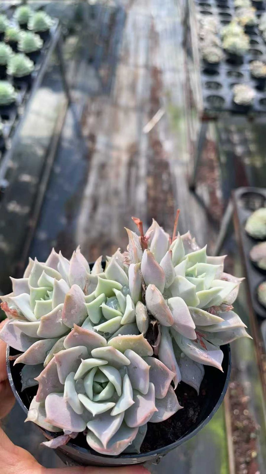 多肉植物　韓国苗　リファー 多肉植物 チボリ 韓国苗 多肉植物 pariʚ❤︎ɞtaniku 通販