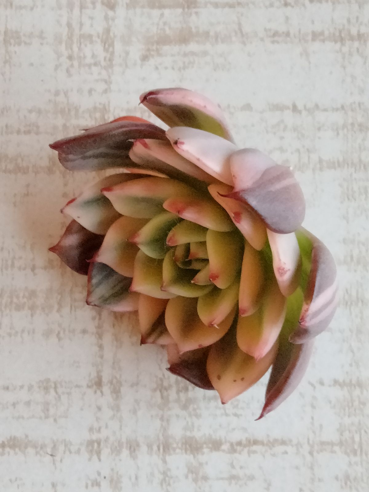 多肉植物 速達付き フラメンコ錦 覆輪 - メルカリ