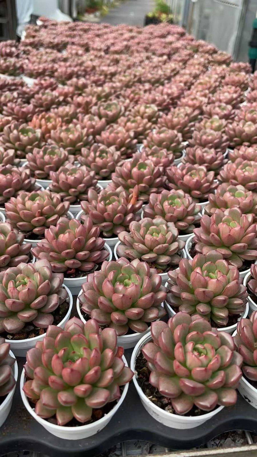 新規オープン記念 グリーンストーン×50株 多肉植物 エケベリア セダム