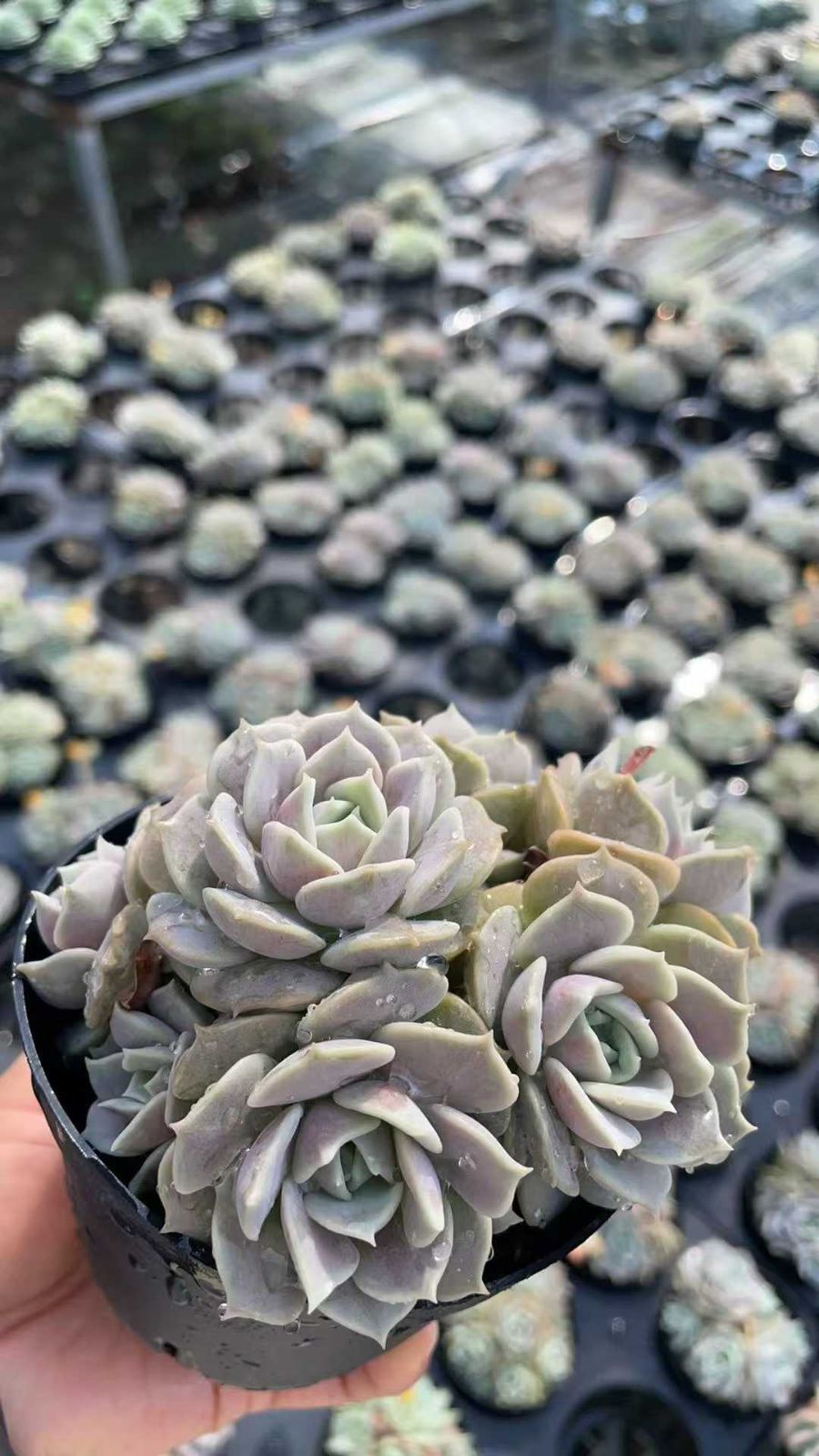 新規オープン記念 リラシナ×15株 多肉植物 抜き苗 エケベリア セダム