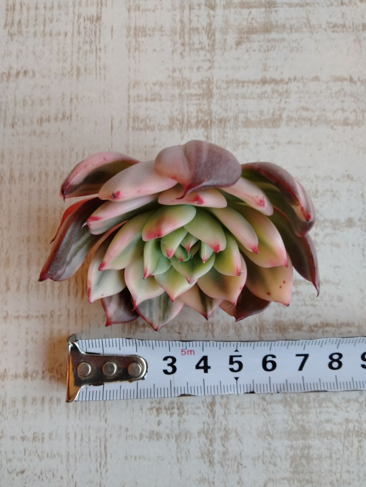 多肉植物 速達付き フラメンコ錦 覆輪 - メルカリ