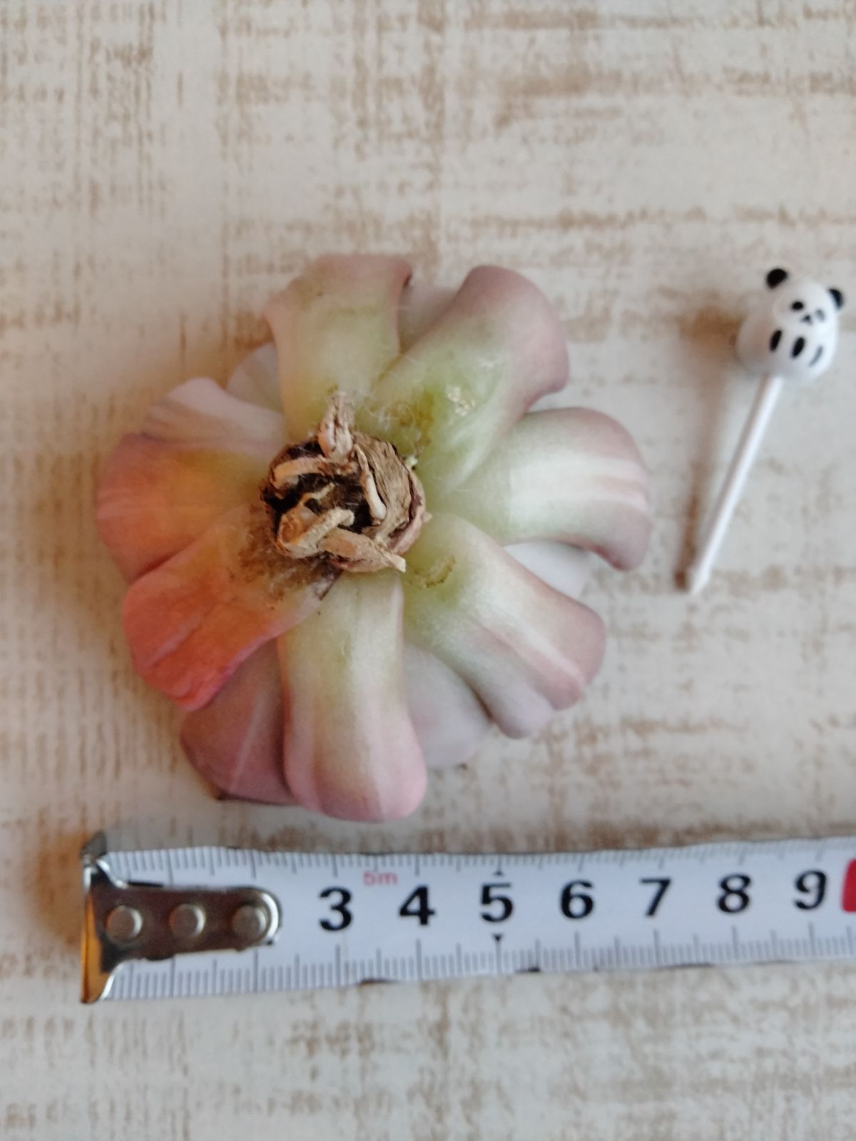 多肉植物 速達付き フラメンコ錦 覆輪 - メルカリ