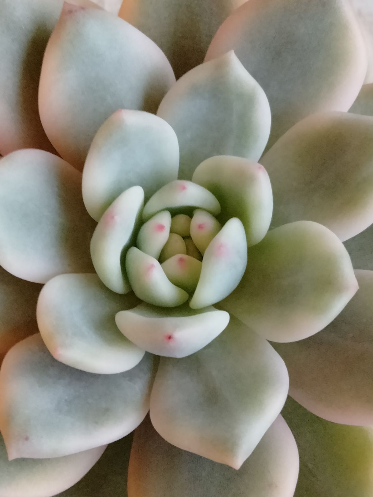 アリエル錦　抜き苗　速達付き メルカリ便 アリエル錦 大 - メルカリ