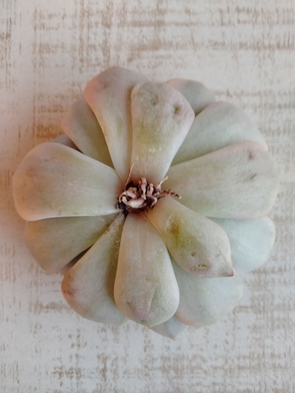 メルカリ便 アリエル錦 大 - メルカリ