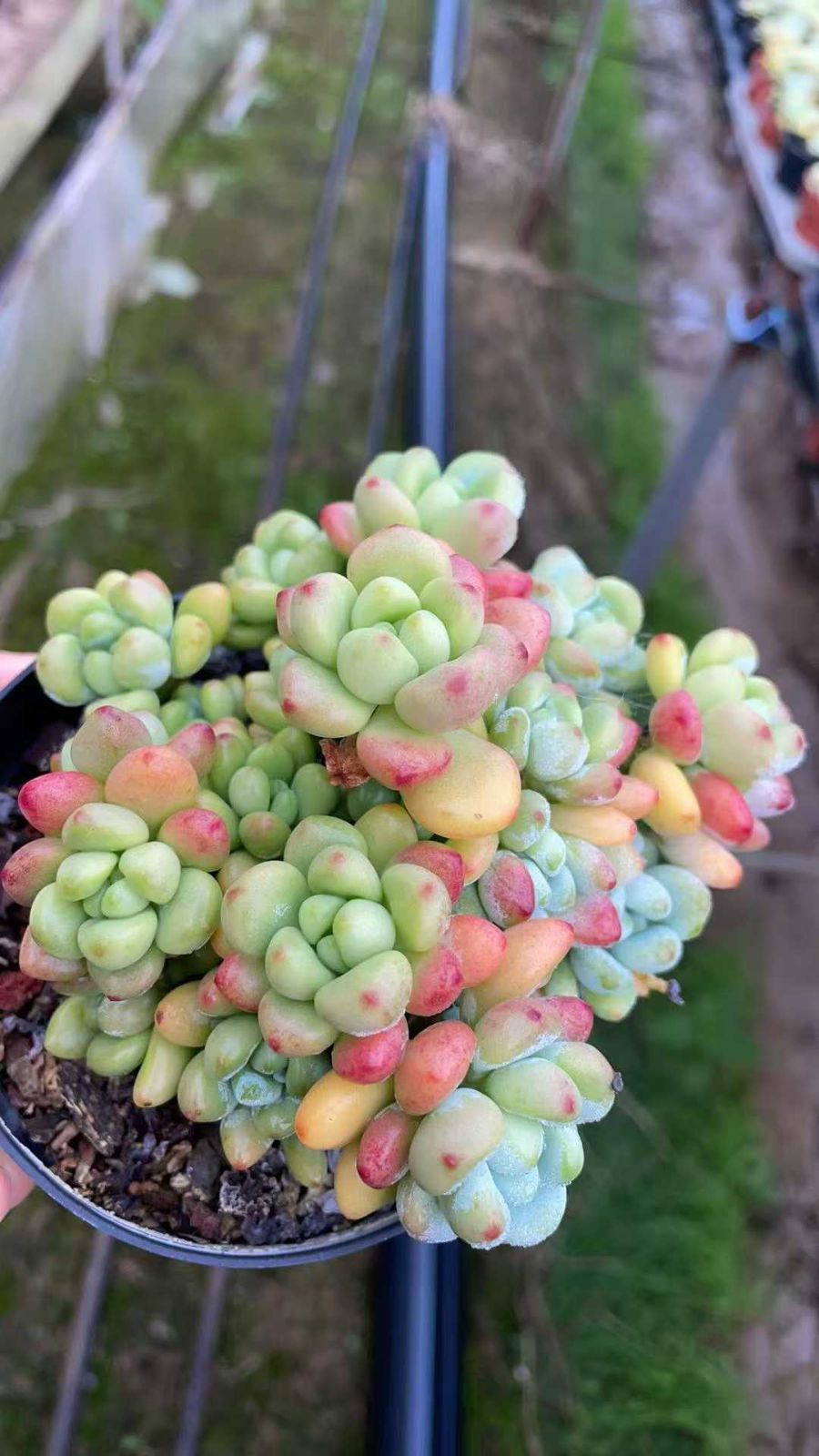 新規オープン記念 アップルラウル×12株 多肉植物 抜き苗 エケベリア