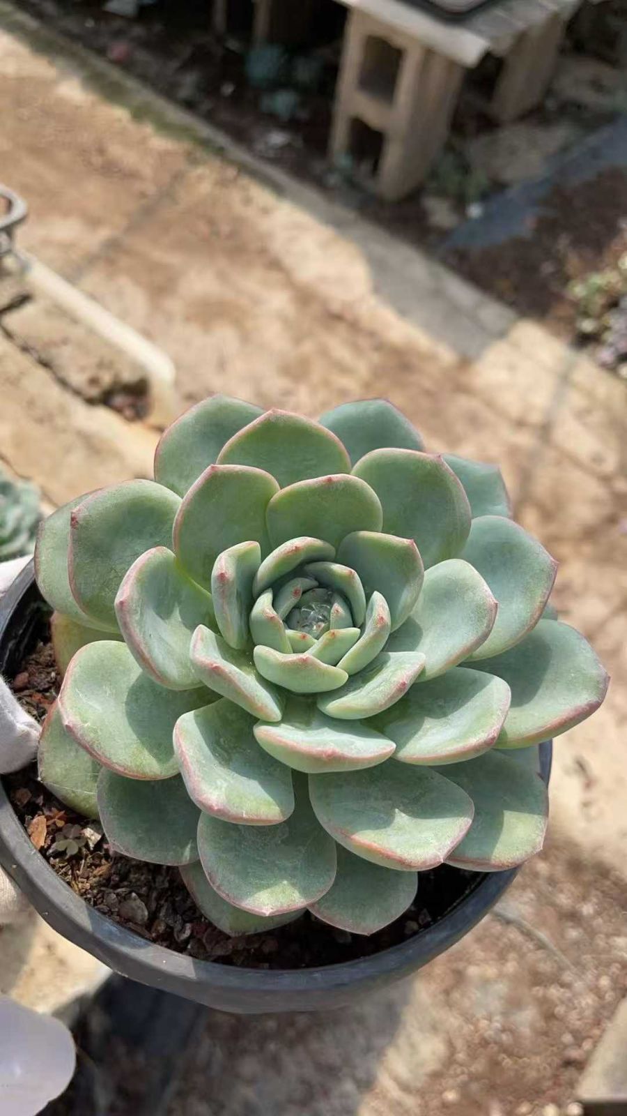 新規オープン記念 パフ大苗×6株 多肉植物 抜き苗 エケベリア セダム
