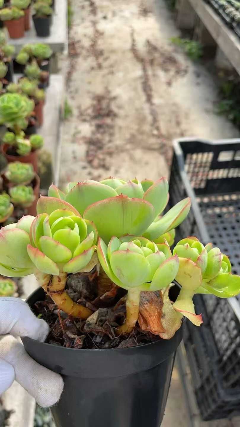 新規オープン記念 アイスラブリーローズ×8株 多肉植物 抜き苗