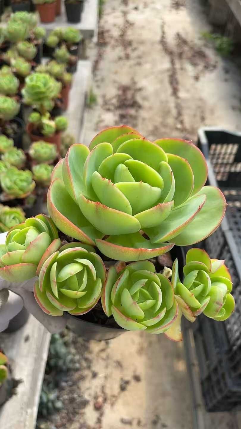 新規オープン記念 アイスラブリーローズ×8株 多肉植物 抜き苗