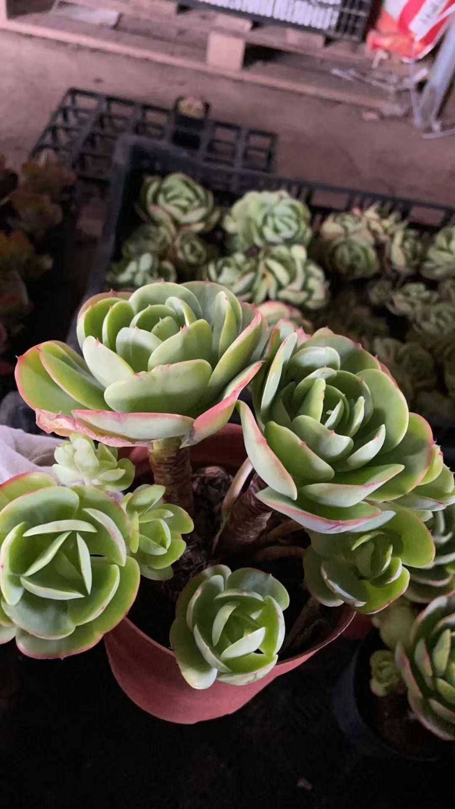 新規オープン記念 アイスラブリーローズ×8株 多肉植物 抜き苗