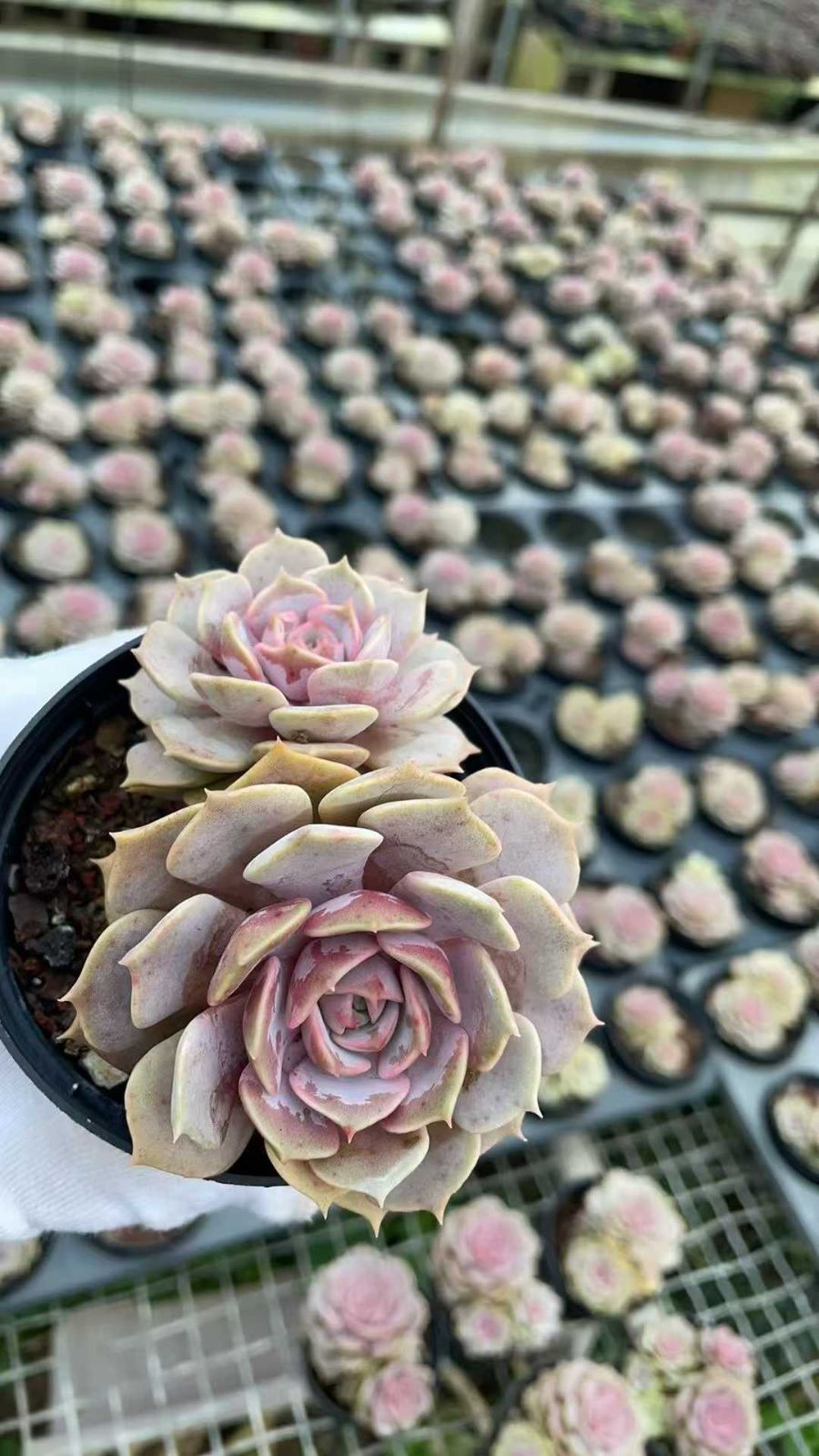 新規オープン記念 ピンクバタフライ×12株 多肉植物 抜き苗 エケベリア