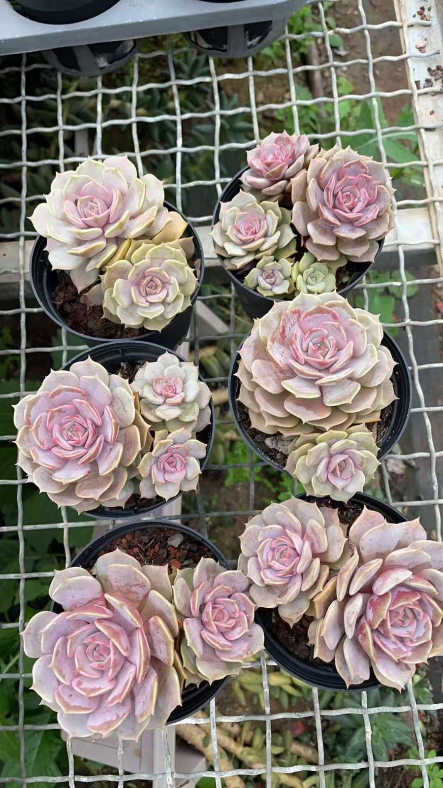 新規オープン記念 ピンクバタフライ×12株 多肉植物 抜き苗 エケベリア