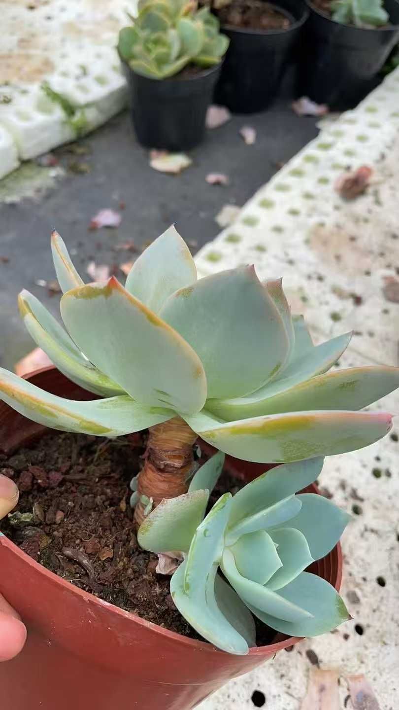 新規オープン記念 白鳳（はくほう）×8株 多肉植物 抜き苗 エケベリア