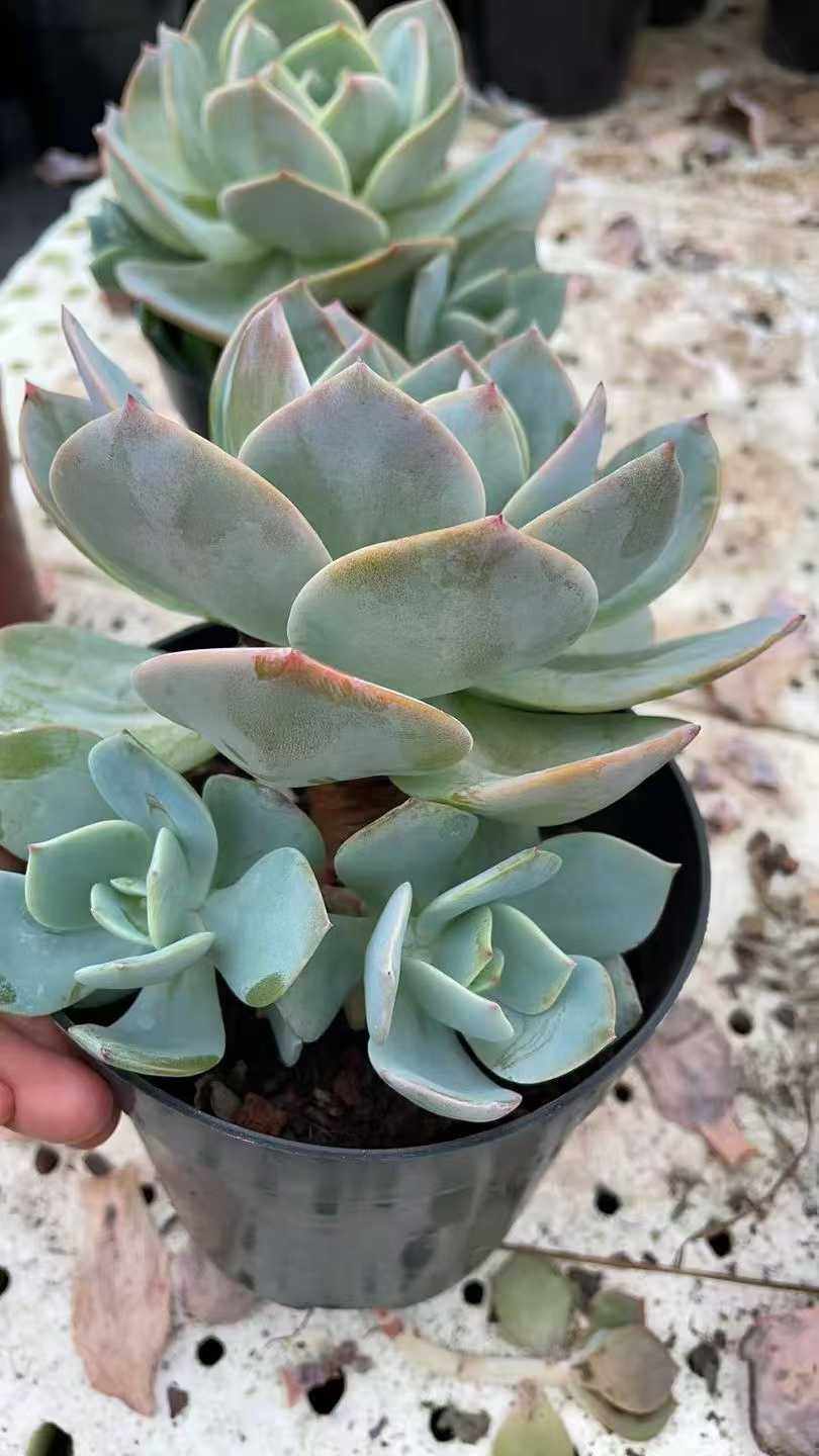 新規オープン記念 白鳳（はくほう）×8株 多肉植物 抜き苗 エケベリア