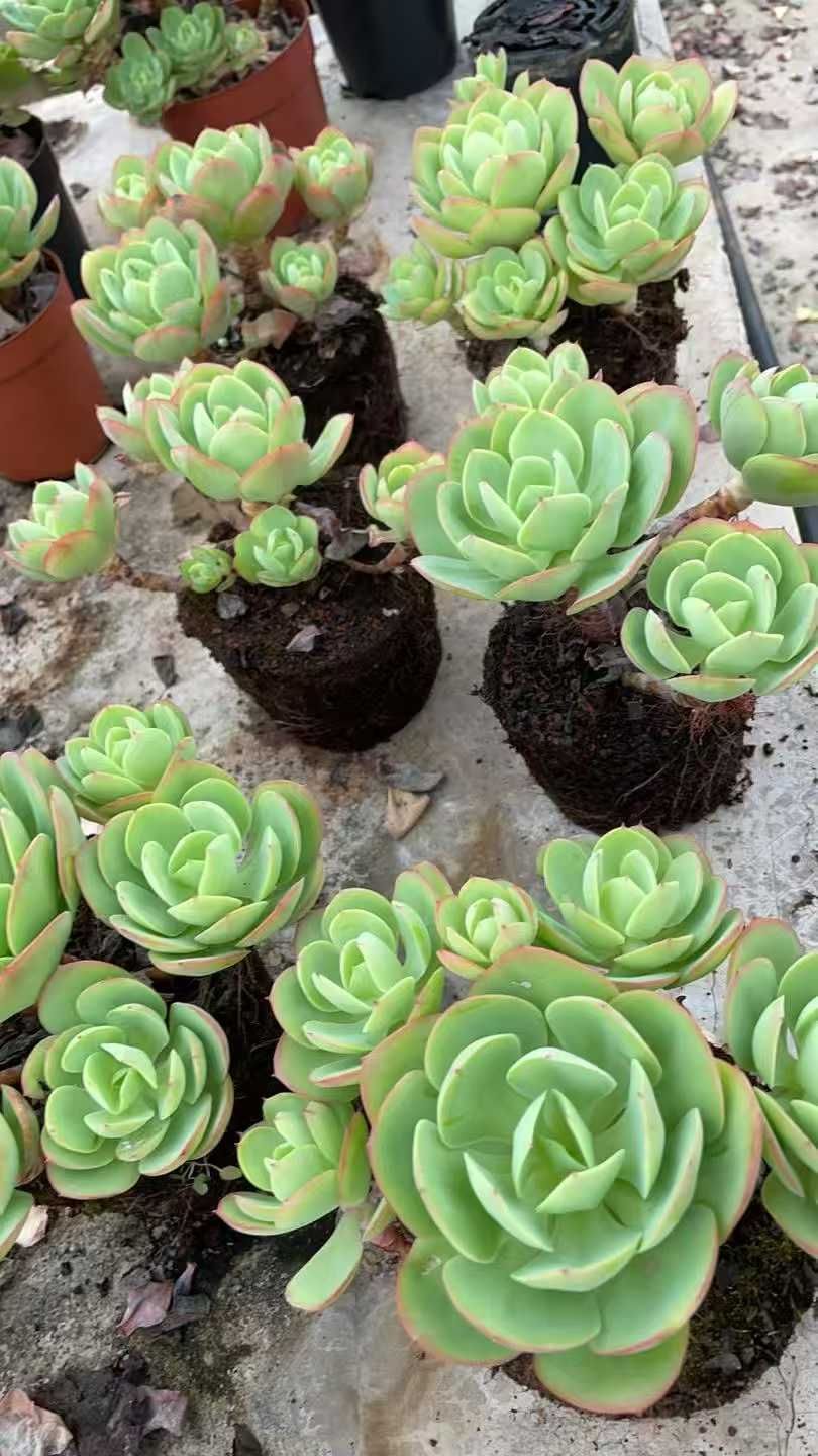 新規オープン記念 アイスラブリーローズ×8株 多肉植物 抜き苗