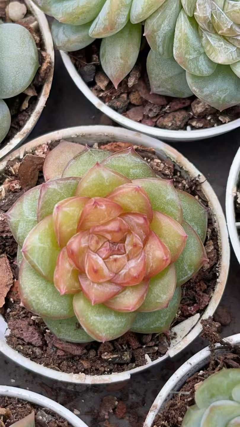 新規オープン記念 ピンクハート×50株 多肉植物 抜き苗 エケベリア 