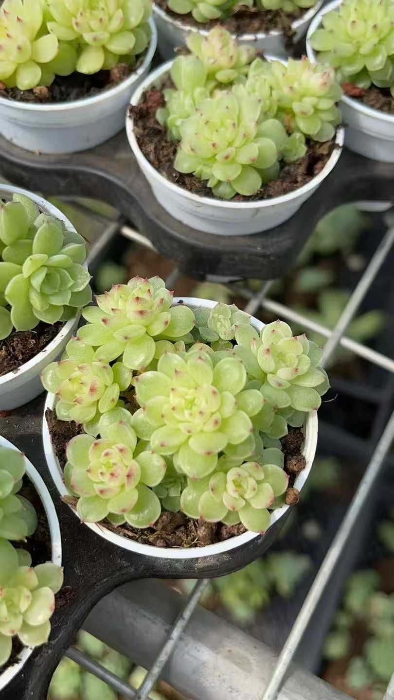 新規オープン記念 浅グリーン・マルガン×24株 多肉植物 抜き苗