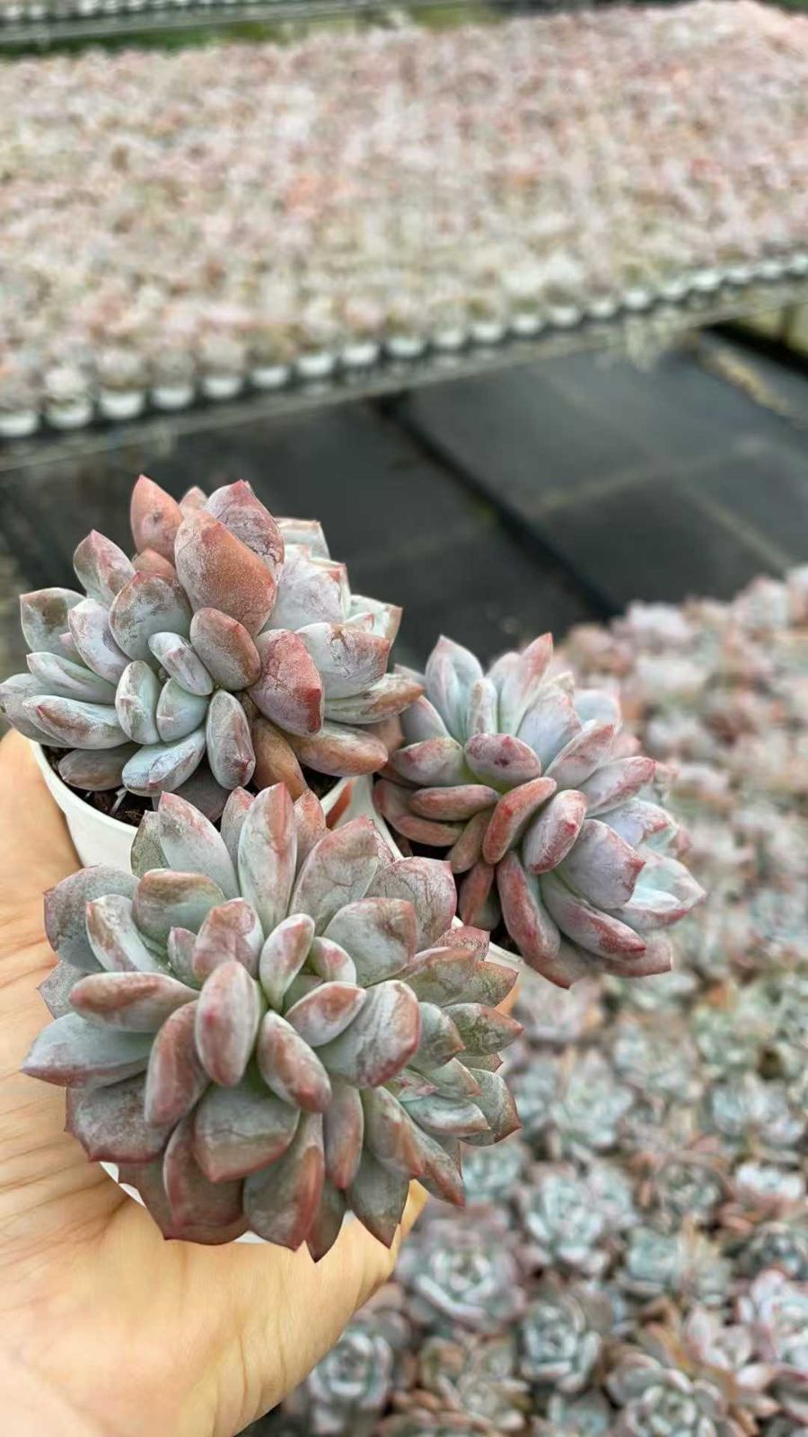 ラブ&ピースケ 様専用！AZラム＆ポテト10Kg ➕パピー10kg オファー