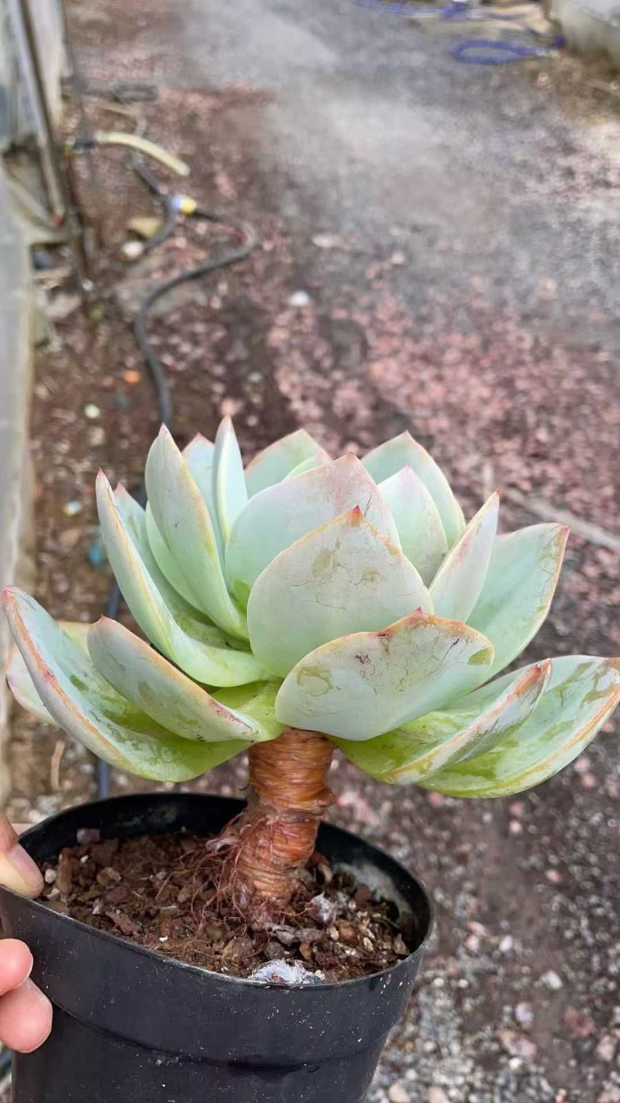 新規オープン記念 白鳳（はくほう）×8株 多肉植物 抜き苗 エケベリア