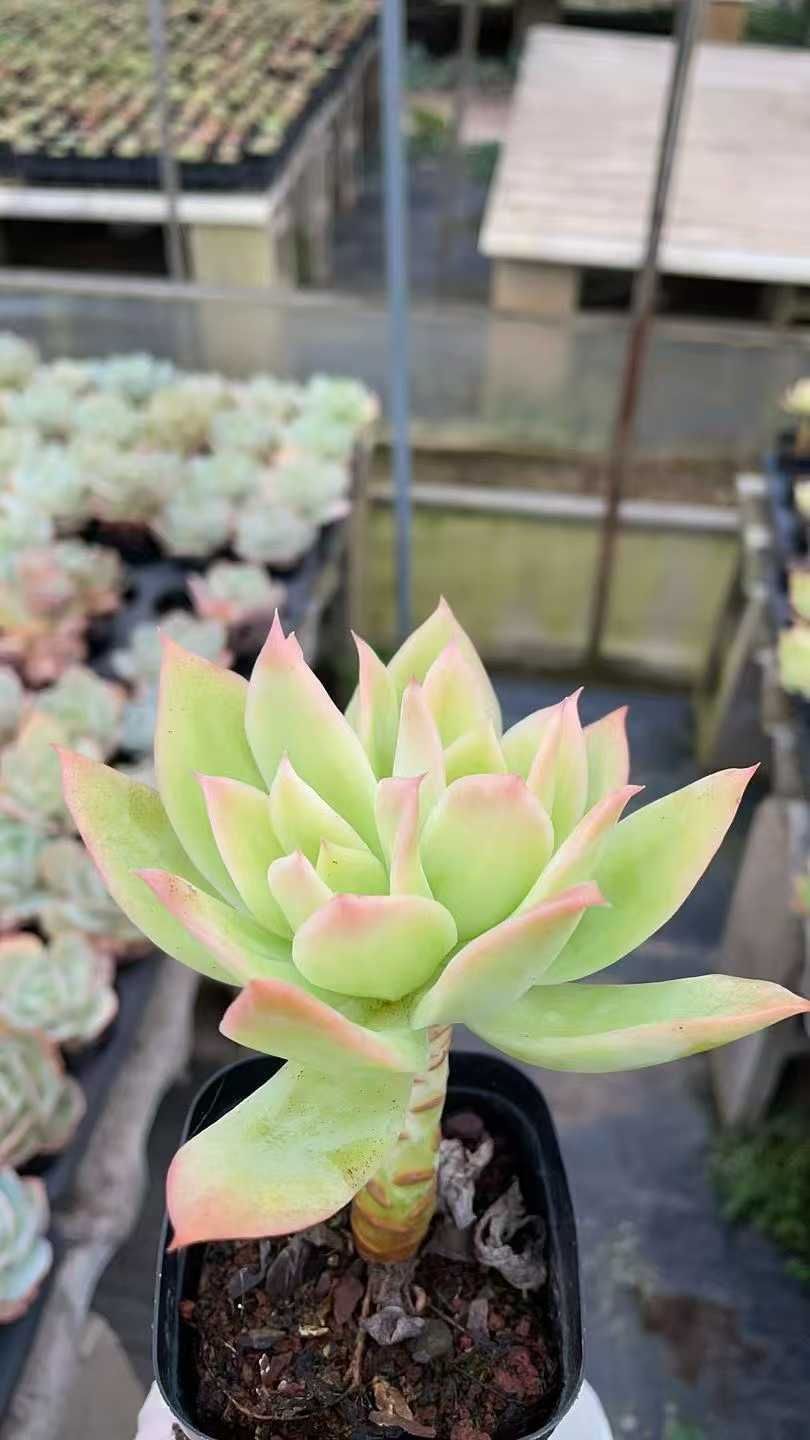 新規オープン記念 レモンプリンセス×50株 多肉植物 抜き苗 エケベリア