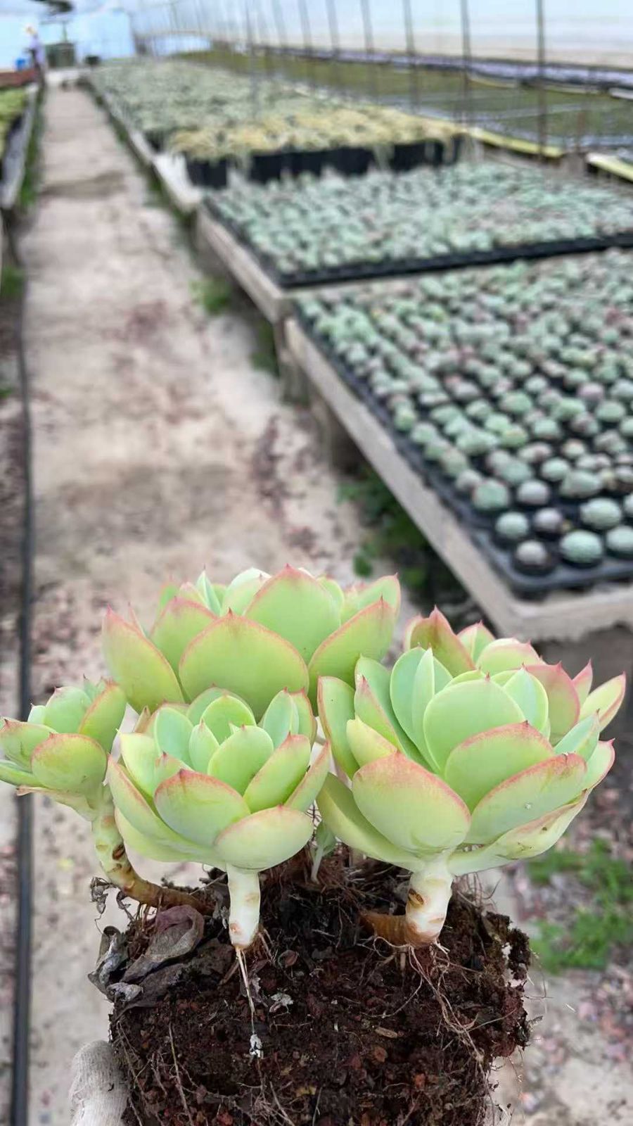 新規オープン記念 アイスラブリーローズ×8株 多肉植物 抜き苗