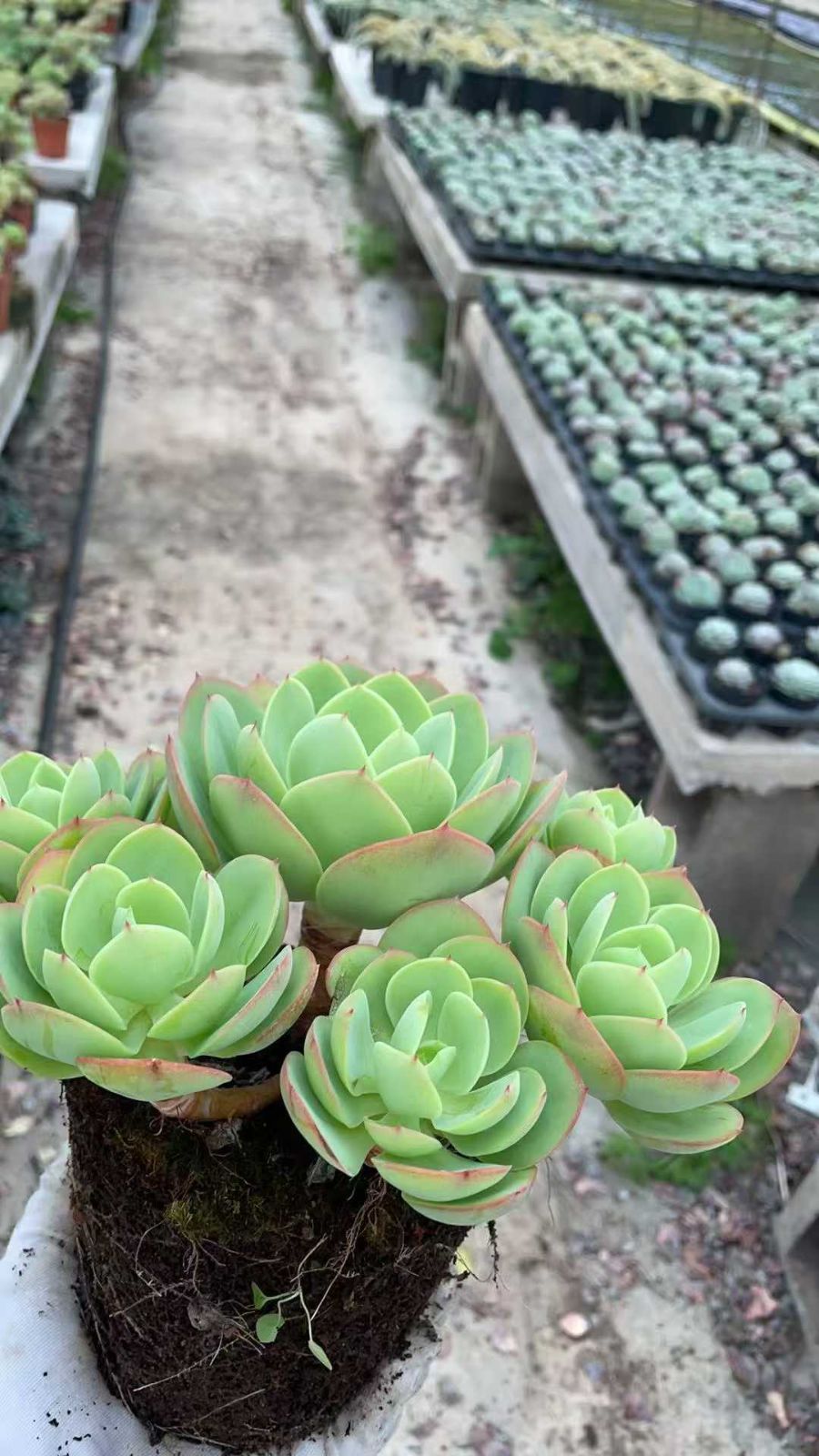 新規オープン記念 アイスラブリーローズ×8株 多肉植物 抜き苗