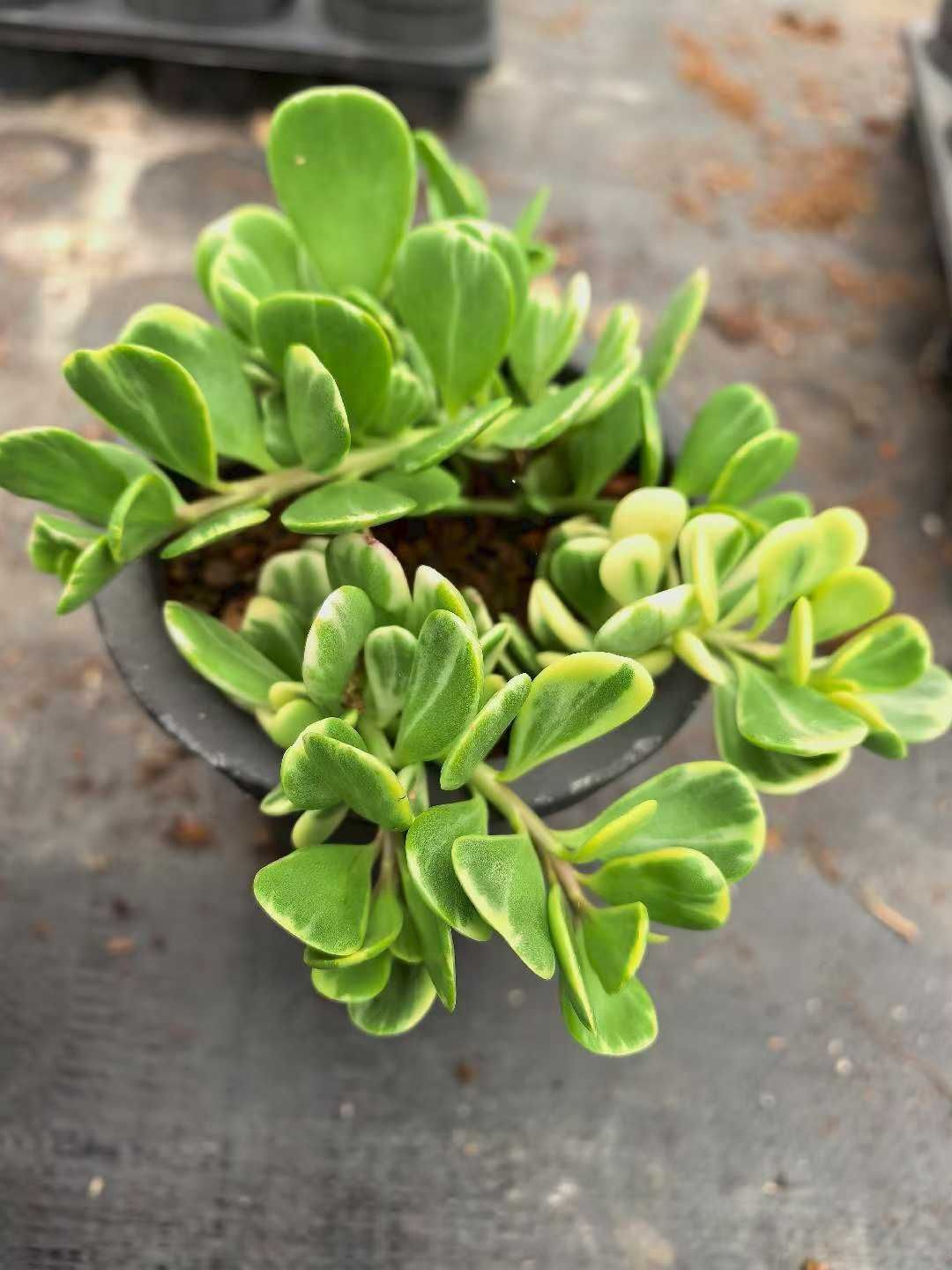 新規オープン記念 グリーン錦×12株 多肉植物 抜き苗 エケベリア セダム